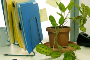 Plantas ideales para la oficina